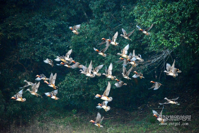 進(jìn)入初冬，大批野生鴛鴦陸續(xù)飛抵江西婺源縣賦春鎮(zhèn)鴛鴦湖越冬，小精靈們?cè)诤嫔匣蛳嗷ヒ蕾?、卿卿我我；或隨波逐流、嬉戲打鬧，悠閑自在生活在青山綠水之間，優(yōu)良的水域和豐富的湖畔闊葉林，為鴛鴦過(guò)冬提供良好生存環(huán)境，婺源鴛鴦湖已成為亞洲最大的野生鴛鴦越冬棲息地。（攝于12月4日下午）