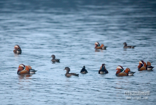 進(jìn)入初冬，大批野生鴛鴦陸續(xù)飛抵江西婺源縣賦春鎮(zhèn)鴛鴦湖越冬，小精靈們?cè)诤嫔匣蛳嗷ヒ蕾?、卿卿我我；或隨波逐流、嬉戲打鬧，悠閑自在生活在青山綠水之間，優(yōu)良的水域和豐富的湖畔闊葉林，為鴛鴦過(guò)冬提供良好生存環(huán)境，婺源鴛鴦湖已成為亞洲最大的野生鴛鴦越冬棲息地。（攝于12月4日下午）