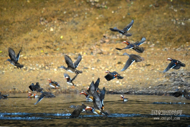 進(jìn)入初冬，大批野生鴛鴦陸續(xù)飛抵江西婺源縣賦春鎮(zhèn)鴛鴦湖越冬，小精靈們?cè)诤嫔匣蛳嗷ヒ蕾?、卿卿我我；或隨波逐流、嬉戲打鬧，悠閑自在生活在青山綠水之間，優(yōu)良的水域和豐富的湖畔闊葉林，為鴛鴦過(guò)冬提供良好生存環(huán)境，婺源鴛鴦湖已成為亞洲最大的野生鴛鴦越冬棲息地。（攝于12月4日下午）