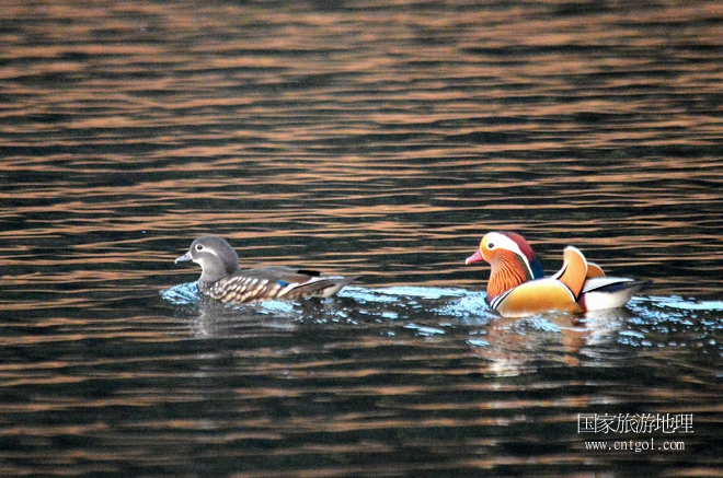 進(jìn)入初冬，大批野生鴛鴦陸續(xù)飛抵江西婺源縣賦春鎮(zhèn)鴛鴦湖越冬，小精靈們?cè)诤嫔匣蛳嗷ヒ蕾恕⑶淝湮椅?；或隨波逐流、嬉戲打鬧，悠閑自在生活在青山綠水之間，優(yōu)良的水域和豐富的湖畔闊葉林，為鴛鴦過(guò)冬提供良好生存環(huán)境，婺源鴛鴦湖已成為亞洲最大的野生鴛鴦越冬棲息地。（攝于12月4日下午）